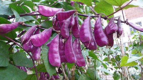 农村紫色果子蔬菜是什么