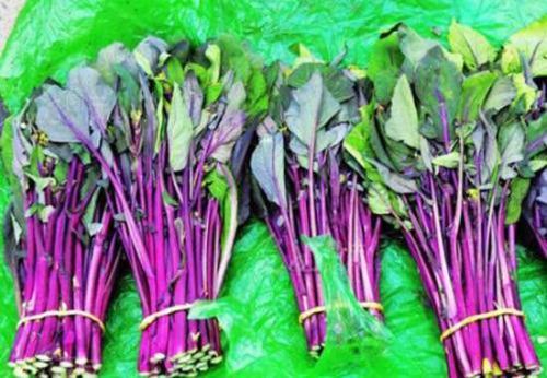 农村紫色蔬菜图片