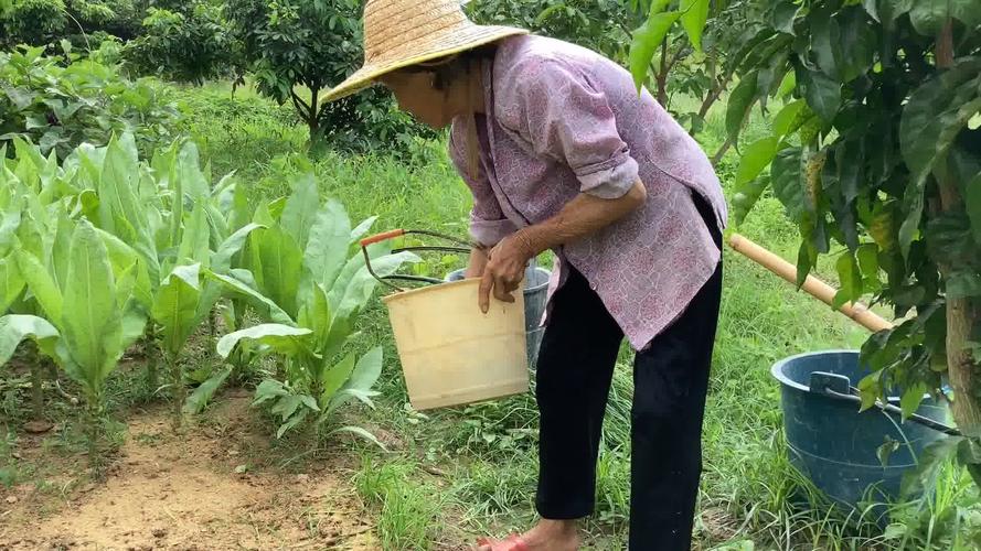 农村老奶奶吃蔬菜视频