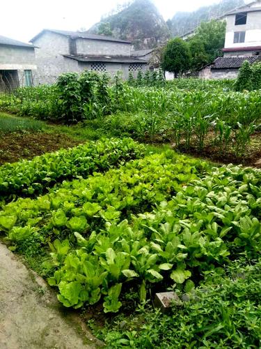 农村花园蔬菜