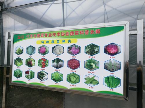 农村蔬菜展示墙