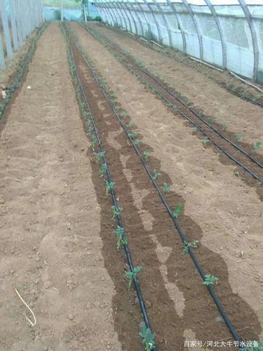 农村蔬菜灌溉方法