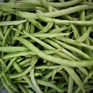 农村蔬菜豇豆