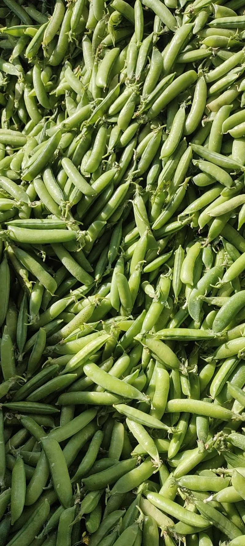 农村蔬菜豌豆