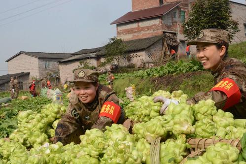 农村退伍军人种植蔬菜补助