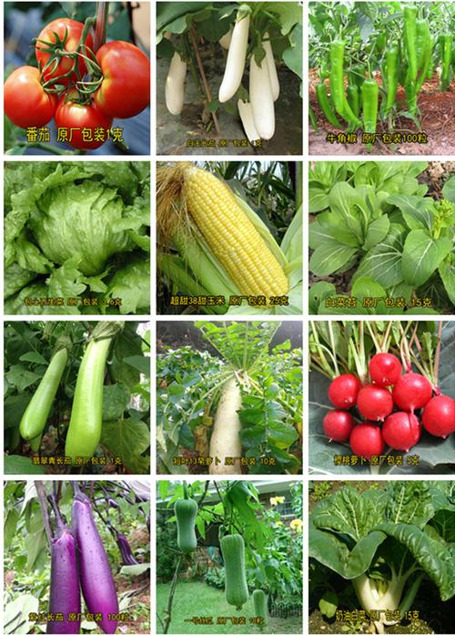 农村365种蔬菜