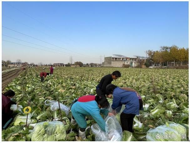 农村50万斤蔬菜视频