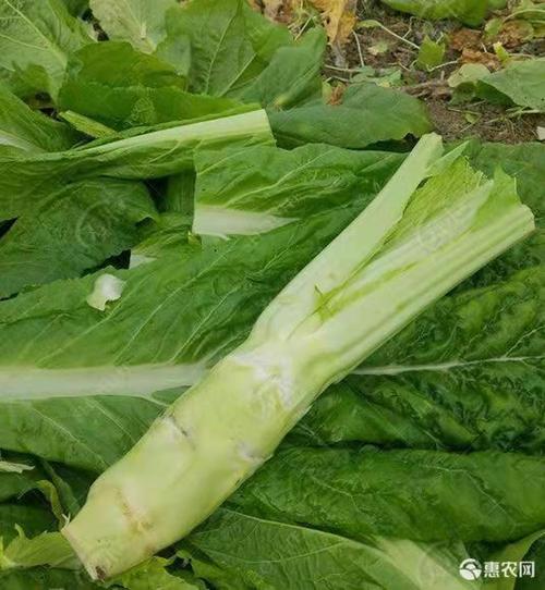 农村6元一斤蔬菜图片