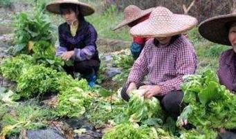 农村80元一斤蔬菜视频