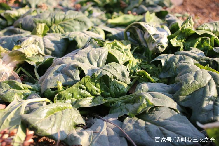 冬天农村最常吃的温性蔬菜