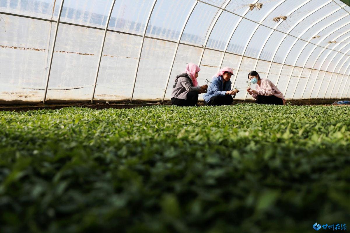 北京农村大棚种植蔬菜补贴
