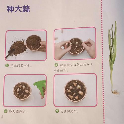 北京农村种植蔬菜视频教程