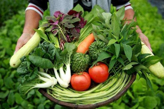 哪些蔬菜适合农村吃图片