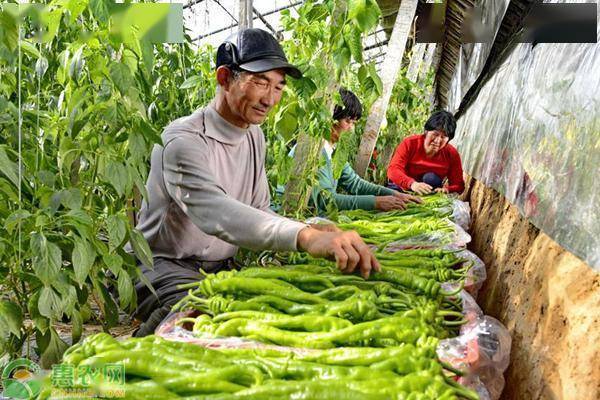 四川农村农民种蔬菜补贴