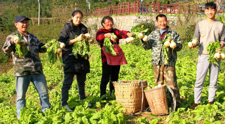 四川农村蔬菜种植技术视频