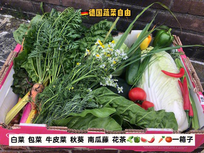 城市蔬菜包农村蔬菜自由