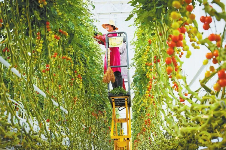 增强农村蔬菜产业发展水平