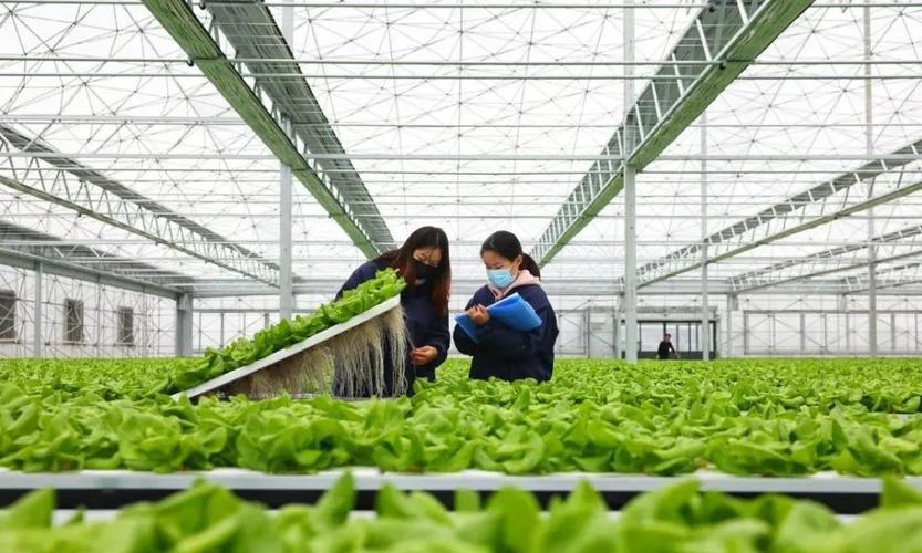 大学生可以种植蔬菜吗农村