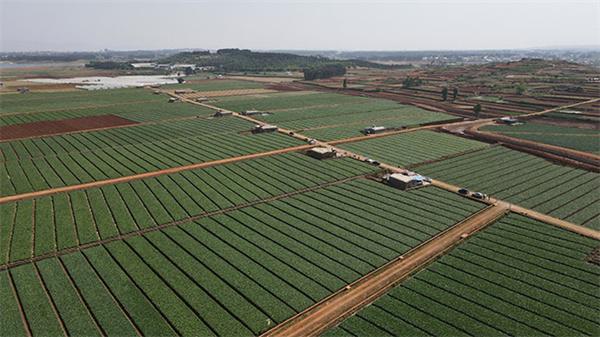 大陆农村种植蔬菜基地现状