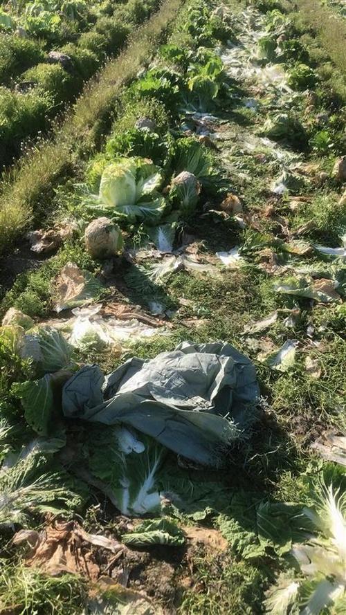 天津农村蔬菜被偷