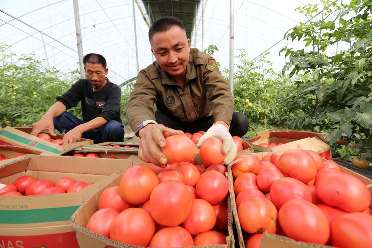 安徽农村蔬菜生产