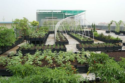 屋顶钢架能种蔬菜吗农村