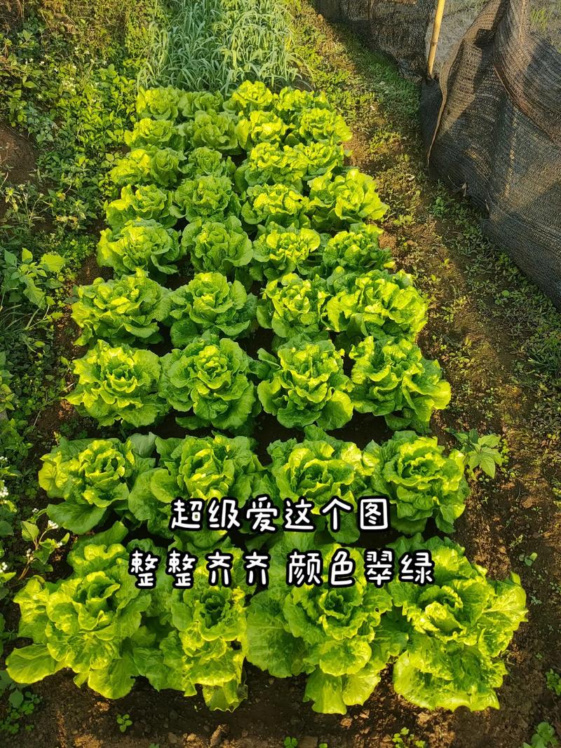 山东农村种植蔬菜视频教程