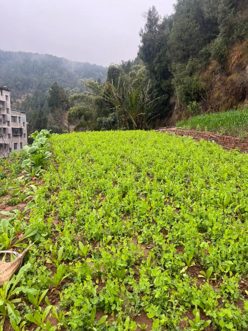 山西农村吃绿色蔬菜图片