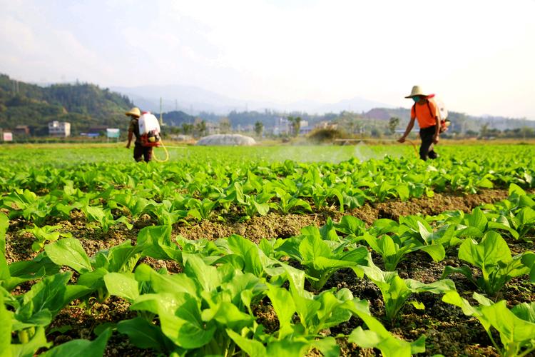 广东农村种植蔬菜视频