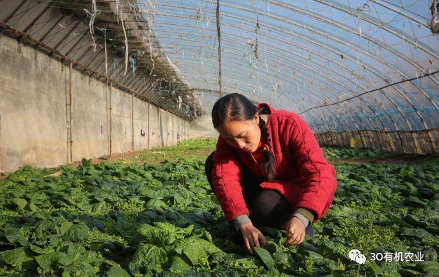 广西农村女孩种植蔬菜