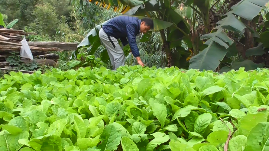 广西农村小伙种植蔬菜视频