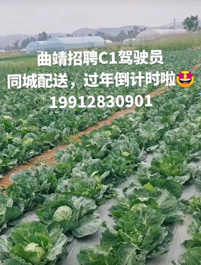 广西农村蔬菜信息网招聘