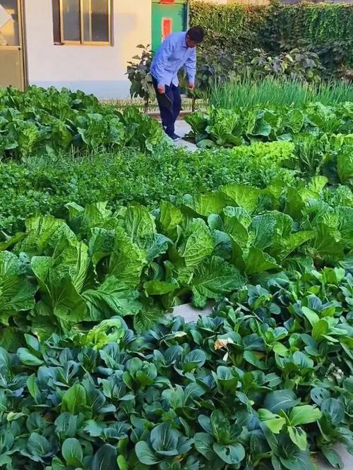 庭院的蔬菜能种植吗农村