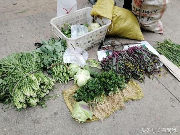 河南农村二月里卖啥蔬菜