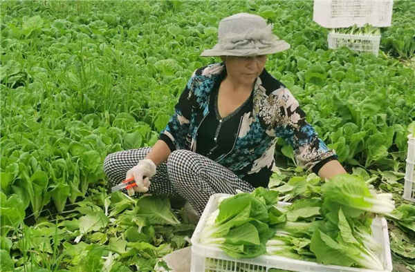 河南农村免费种植蔬菜吗