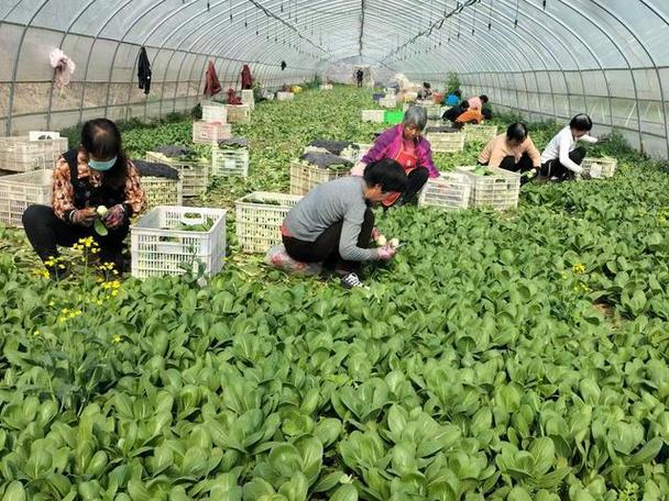 河南农村免费种植蔬菜政策