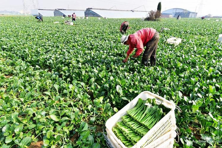 河南农村蔬菜产业