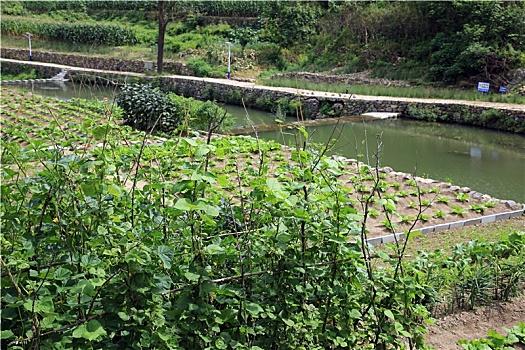 河边农村种植蔬菜园