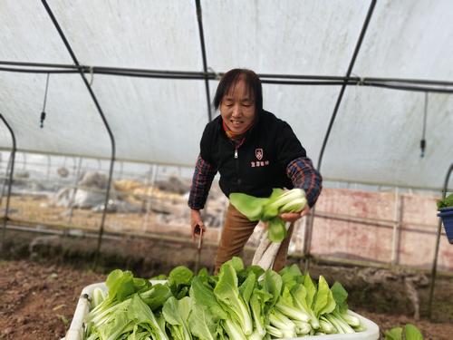 泸县农村蔬菜