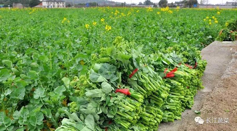 深圳农村蔬菜图片