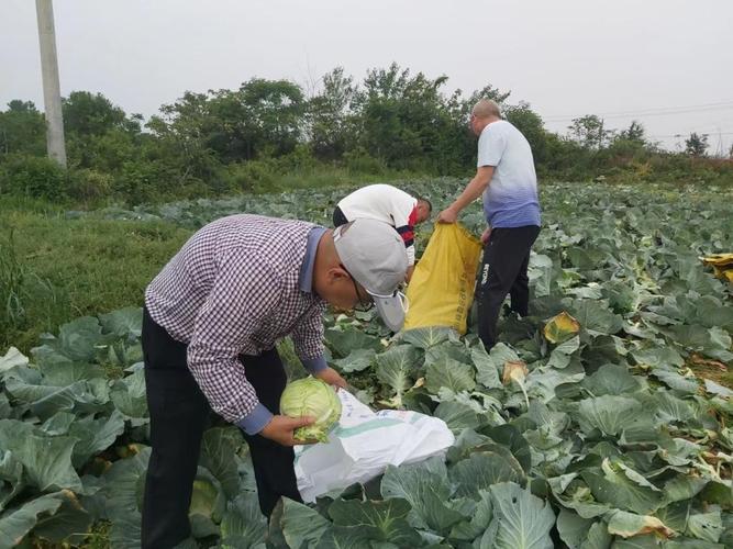 湖北农村捐赠蔬菜给学校
