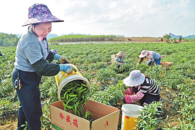 湛江农村种植蔬菜