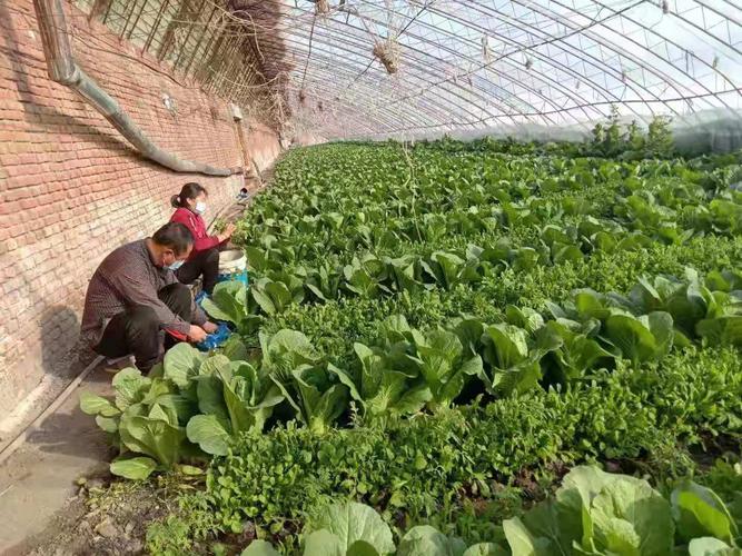 甘肃农村大棚蔬菜种植图片