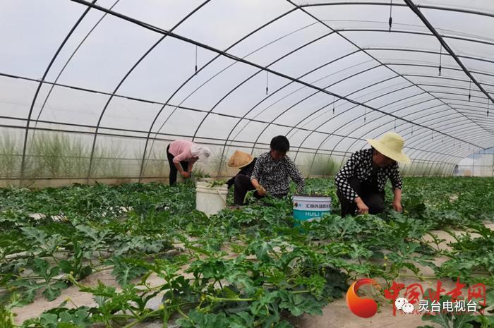 甘肃农村蔬菜产业扶贫