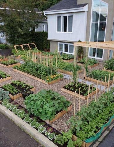 简单又实用的庭院菜园