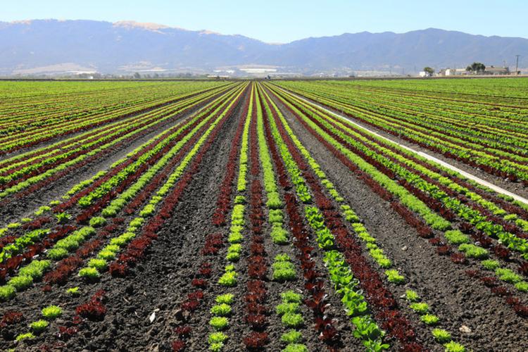 美国农村种植蔬菜视频下载