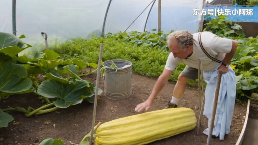 美国农村种植蔬菜视频播放