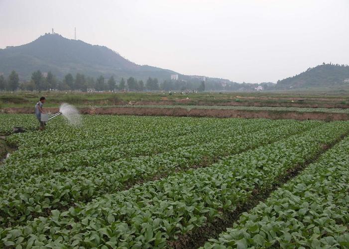 蓬安农村种植蔬菜