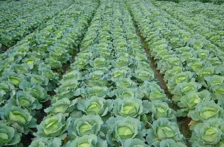 蔬菜在农村可以种植吗