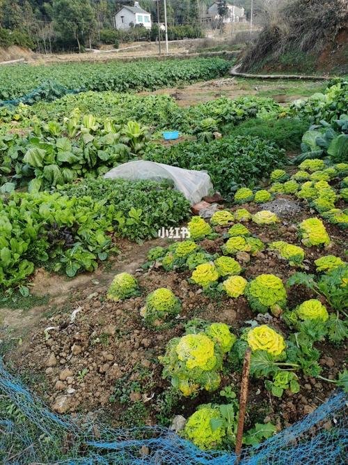 蔬菜在农村如何利用能源